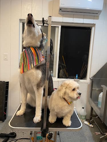 Dog walker Honest Groomers South Gate