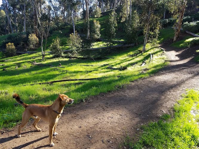 Dog walker Hosp Grove Park Carlsbad