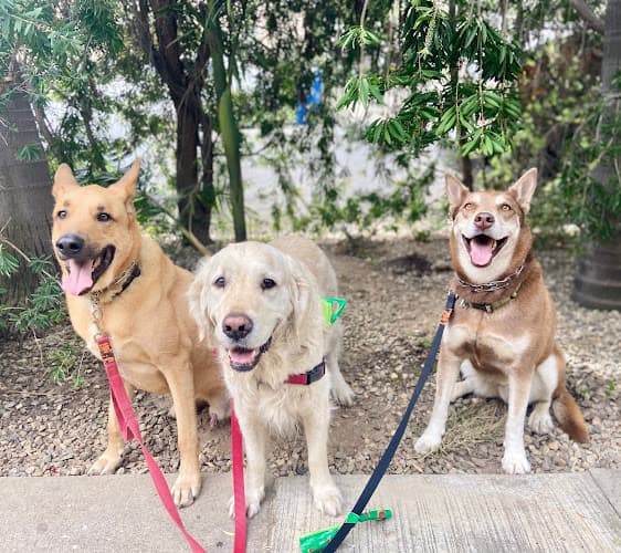 Dog walker Hot Dog On A Run Los Angeles