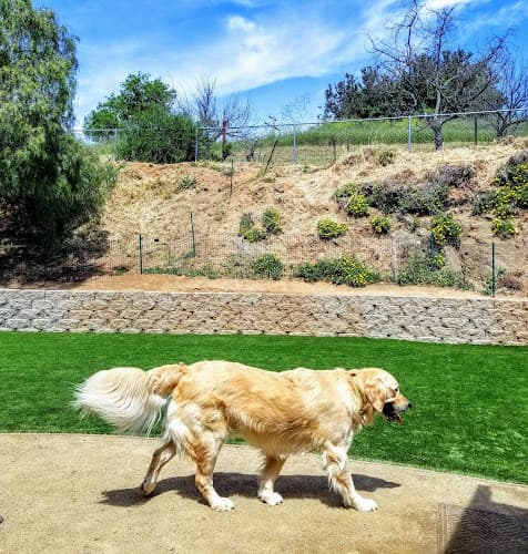 Dog walker Hounds To Horses Pet Services San Marcos
