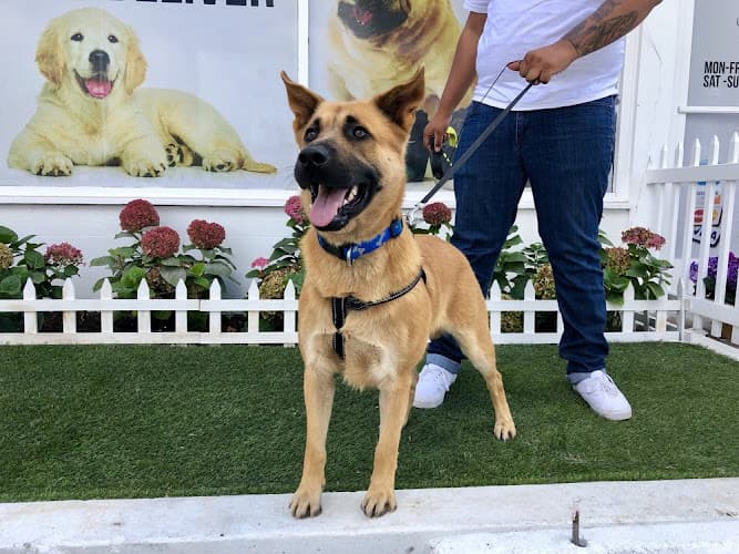 Dog walker House of Paw Orange