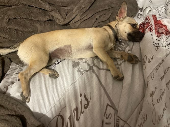 Dog walker House of Paws Veterinary Clinic Visalia