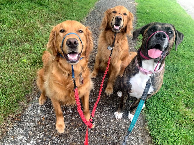 Dog walker It's A Paws Life Tacoma