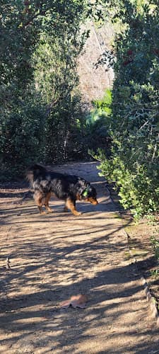 Dog walker Jack’s pond San Marcos