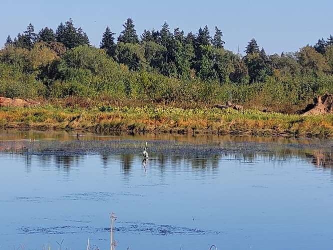Dog walker Jackson Bottom Wetlands Hillsboro