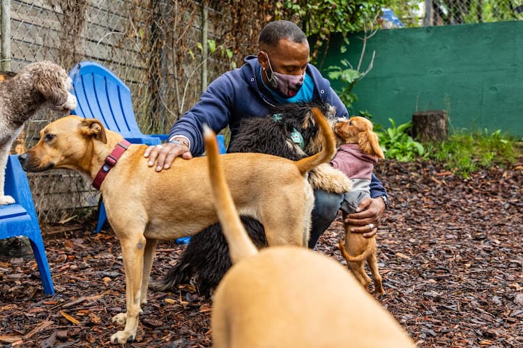 Dog walker Jake N Friends Pet Services Seattle