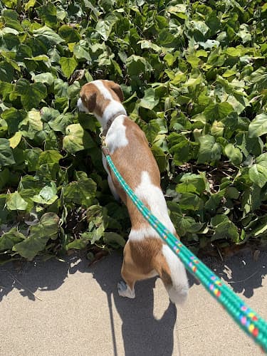Dog walker Jamie's Dog Walking Services Los Angeles