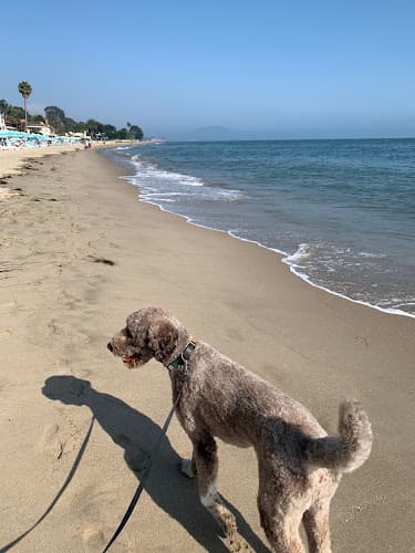 Dog walker Jen’s pet sitting of Santa Barbara Santa Barbara