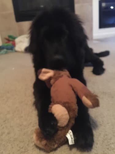 Dog walker Jessica's Pet Service Roseville