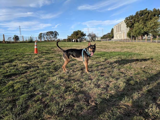Dog walker John Lee Dog Park San Mateo