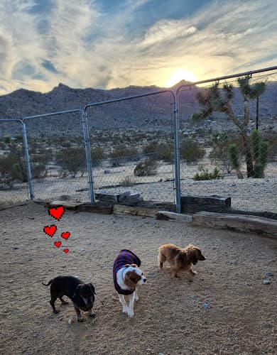Dog walker Joshua Tree Pet Resort Indio
