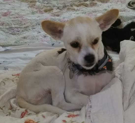 Dog walker Judy Veterinary Clinic El Cajon