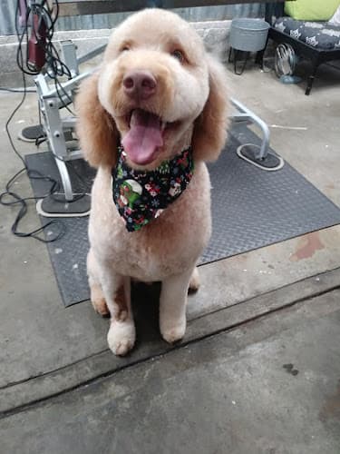 Dog walker Julia's Pet Grooming Salem