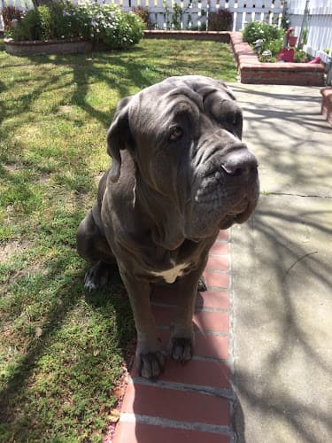 Dog walker Kathy's Dog Walking Services South Gate