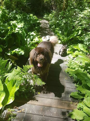 Dog walker Katia's Dog Gone Walking(All Pet Service) Seattle