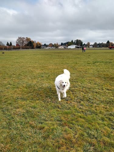 Dog walker Keizer Rapids Park Salem