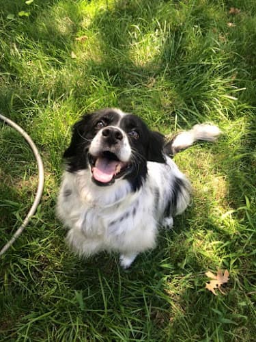 Dog walker Krazy Kritter Dog Walking and Pet Sitting Salem