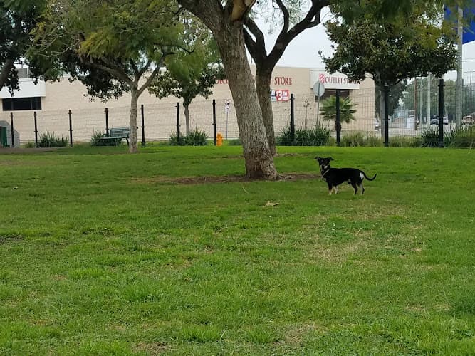 Dog walker La Palma Dog Park Anaheim