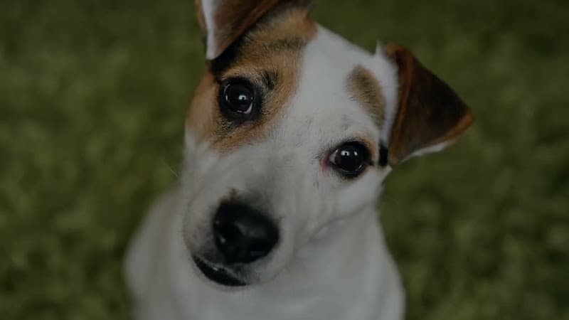 Dog walker LA Pet Sitting Los Angeles