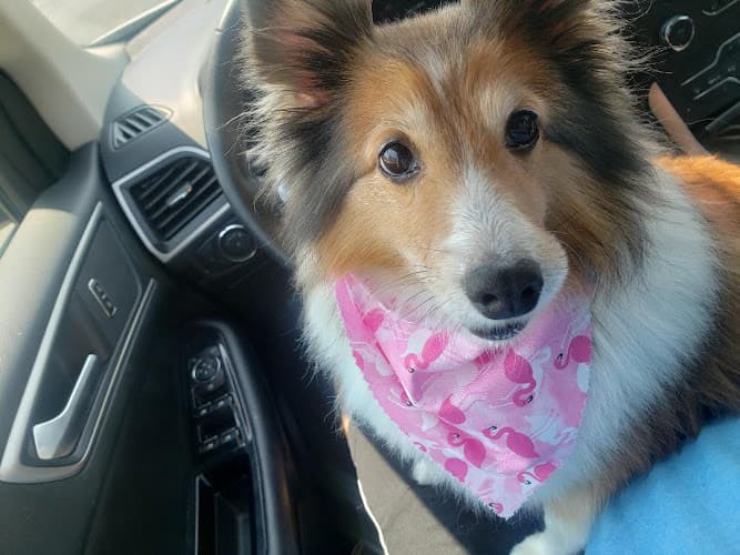 Dog walker La Quinta Pet Hospital Indio