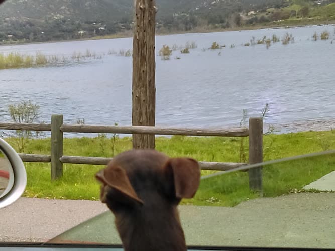 Dog walker Lake Hodges Hiking Area Escondido