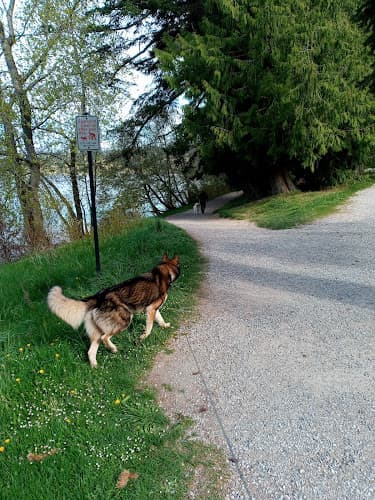 Dog walker Lake Padden Dog Park Bellingham