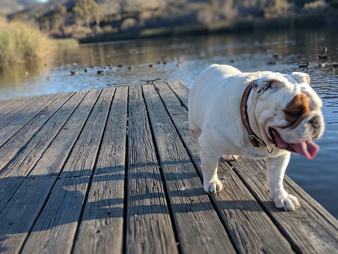Dog walker Lakeview Park San Marcos
