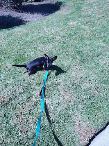 Dog walker Last Chance at Life Oceanside