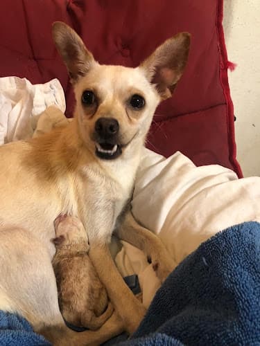 Dog walker Lathrop Veterinary Center Tracy