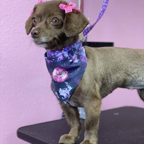 Dog walker Leslie's Paw Spa Riverside