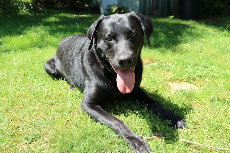 Dog walker Let The Dog Out -On demand Ontario