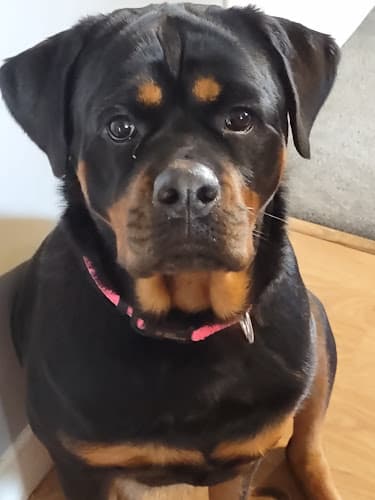 Dog walker LiL Paw's Pet Services Antioch