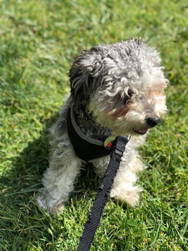 Dog walker Lisal3epups Rancho Cucamonga