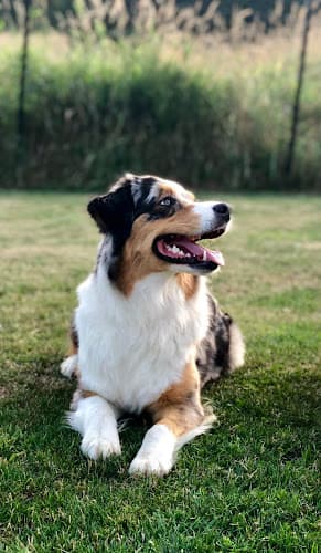 Dog walker Little Paws Pet Resort Inc Yakima