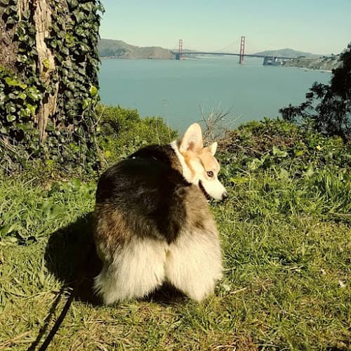 Dog walker Little Woof Pack San Francisco