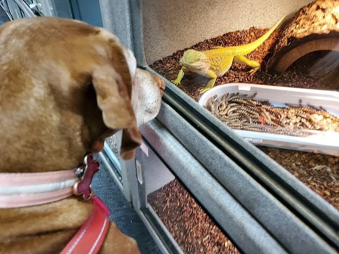 Dog walker LLLReptile and Supply Escondido Escondido