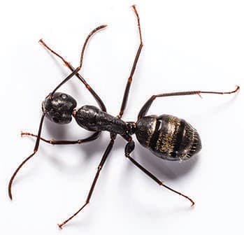 Dog walker Lloyd Pest & Termite Control San Marcos
