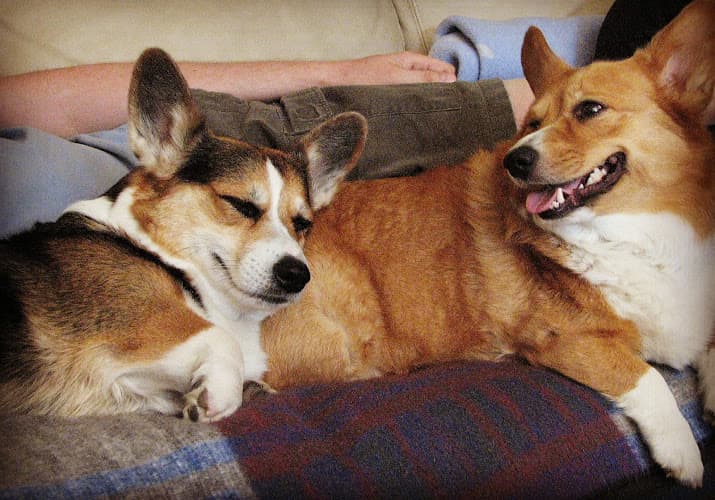 Dog walker Loomis Bed and Biscuit Inn Roseville