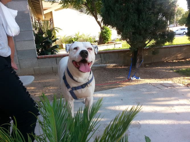 Dog walker Los Angeles County Animal shelter South Gate