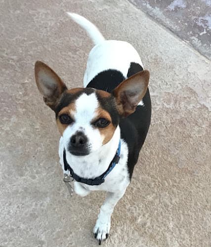 Dog walker Loving Touch Pet Sitting Indio