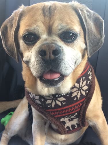 Dog walker Lucky Dog Walking & Pet Care Service Chula Vista