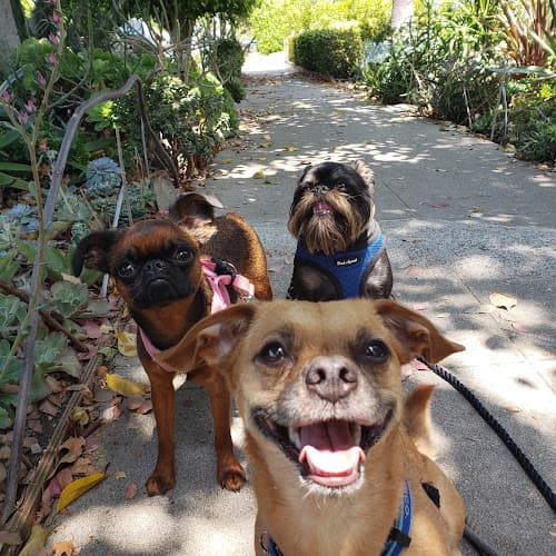 Dog walker Lucky Dog Walking Services Los Angeles Los Angeles