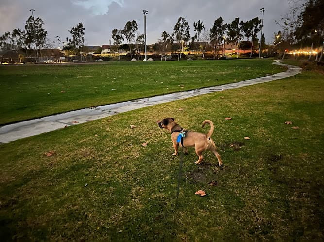 Dog walker Luiseño Park Oceanside