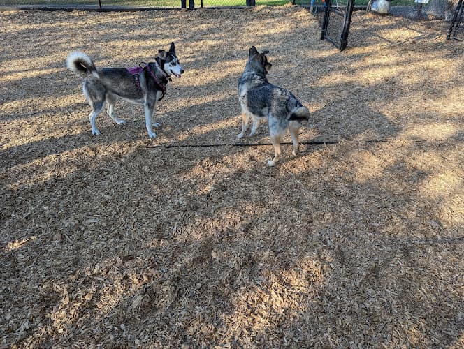 Dog walker Main City Park - Off Leash Dog Area Gresham