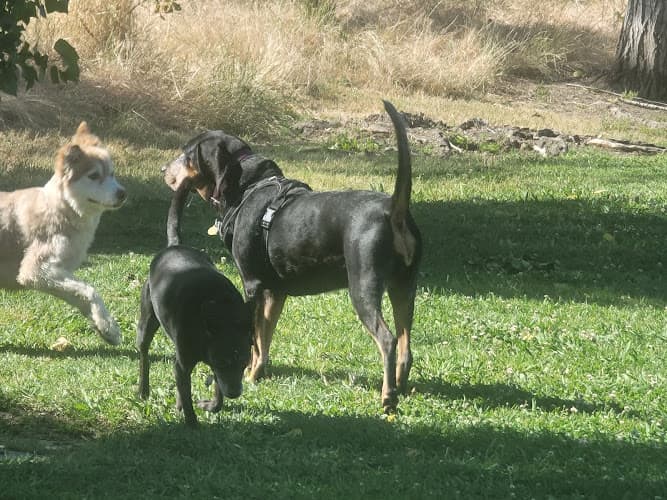 Dog walker Marco Dog Park Roseville