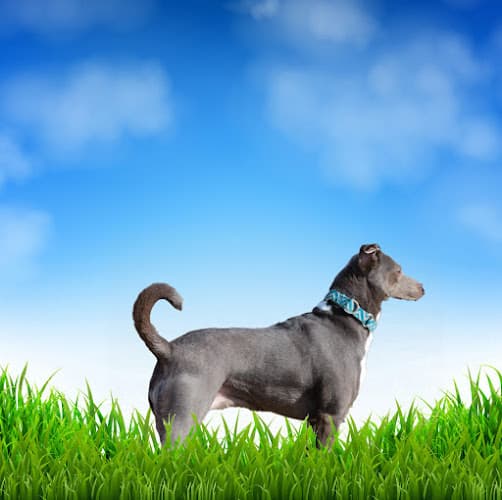 Dog walker Marion County Dog Services Salem