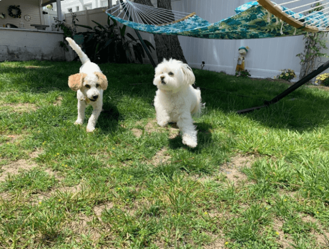 Dog walker Melissa's Mutt Hutt & Cat Shack South Gate