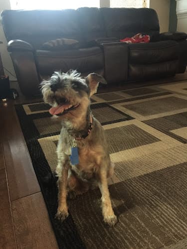 Dog walker Menifee Pet Sitting - Dog Cat Parrot Care Sitter Murrieta