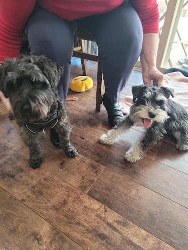 Dog walker Miniature Schnauzer Rescue Northwest Hillsboro
