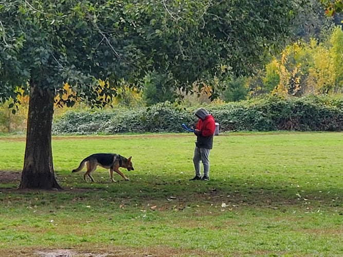 Dog walker Minto-Brown Island Dog Park Salem